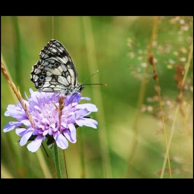 Papillon sur fleur