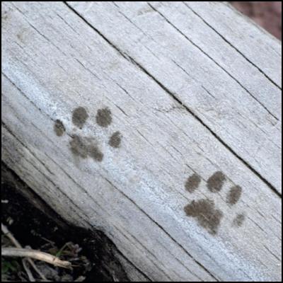 Traces de chat dans le givre