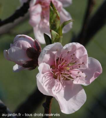 Fleur de pêcher malade
