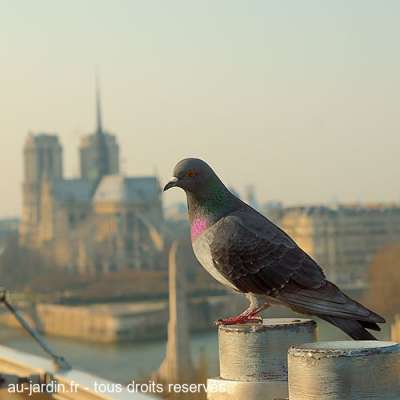 Pigeon de Notre Dame sur Institut du Monde Arabe