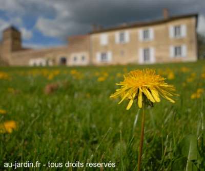 Pissenlit de Cluny