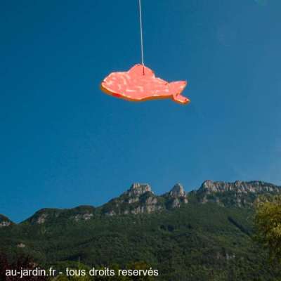 Poisson volant au dessus de la dent du Chat