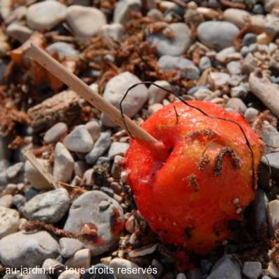 Fin de pomme d'amour