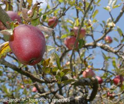 Manger des pommes