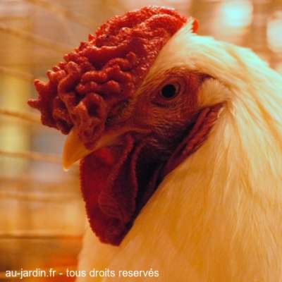 Poule charollaise