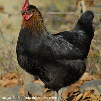 Poule naine noire