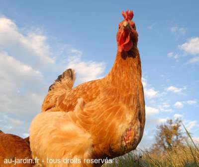Une de mes deux poules : cocotte pour vous servir
