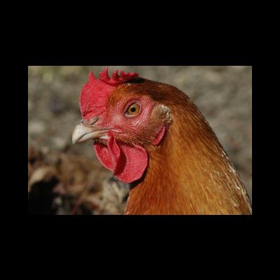 Poulette poule rousse pondeuse