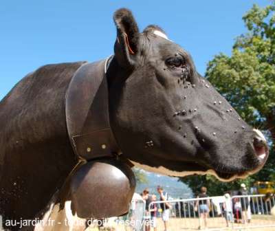 Vache Prim'holstein en Savoie