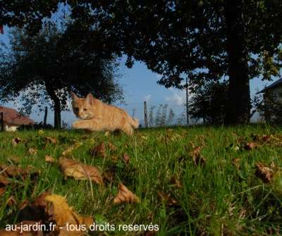 Prune d'Automne
