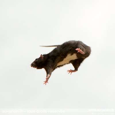 Rat volant