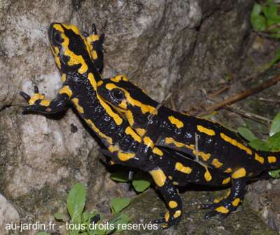Couple de salamandres
