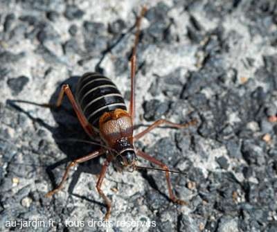 Ephippigère sur gravier ardèchois