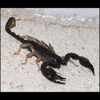 Scorpion d'Ardèche