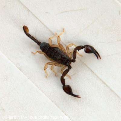 Scorpion d'Ardèche version 2008