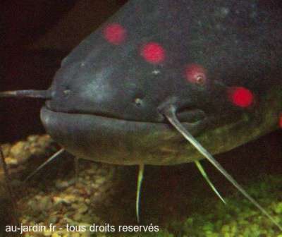 Silure monstre des lacs