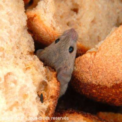 Bonne mie la souris