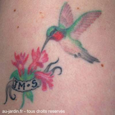 Oiseau de bras