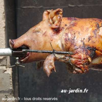 Tête de Cochon du Maine et Loire