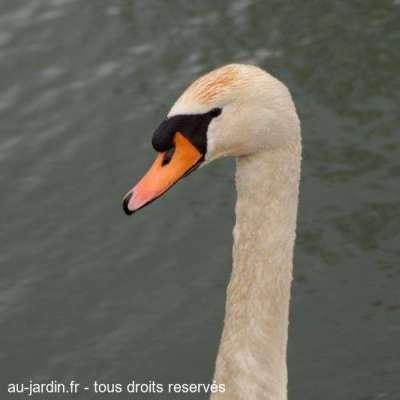Banal cygne