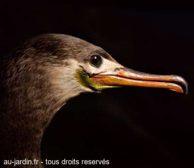 Tête de grand cormoran
