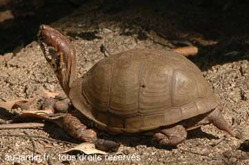 Tortue boite à trois griffes