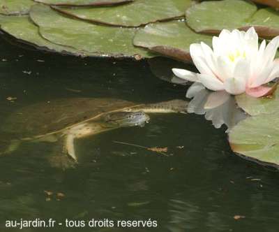 Tortue Platémyde de Saint Hiliaire