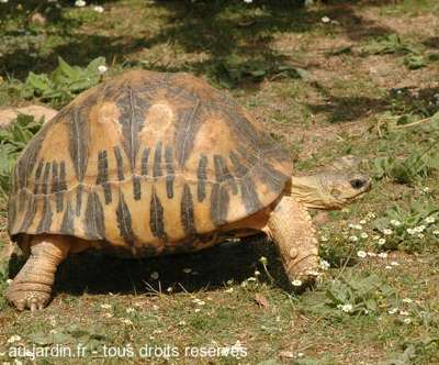Tortue rayonnée