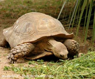 Tortue sillonnée