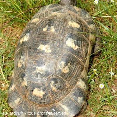 Tortue bordée