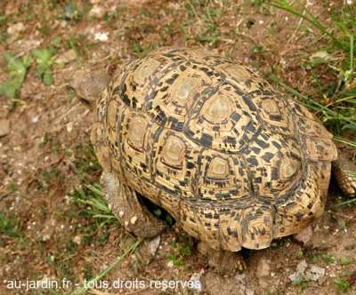 Tortue léopard
