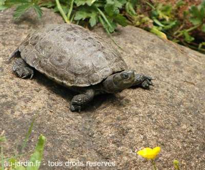 Tortue  Emyde lépreuse
