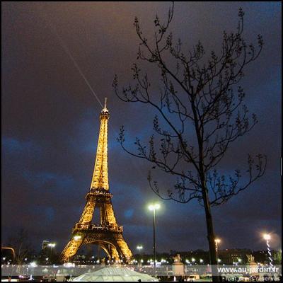 Arbre parisien présomptueux