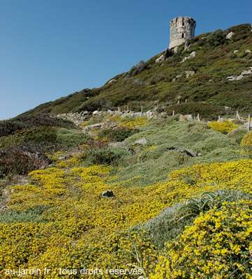 Le jardin corse
