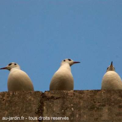 Trois graces à Paris