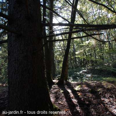 Forêt d'automne