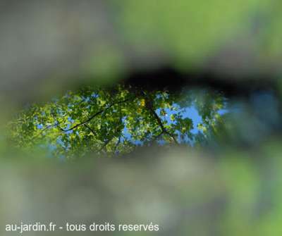Trou d'eau dans l'oeil du tronc mort
