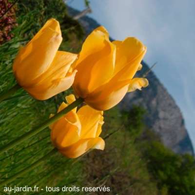 Tulipes au pied du Revard