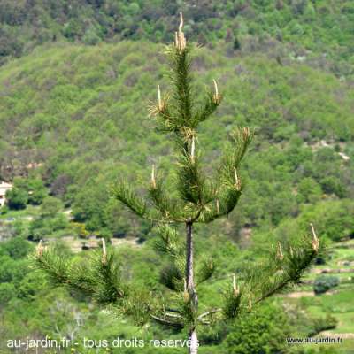 Un doigt de nature