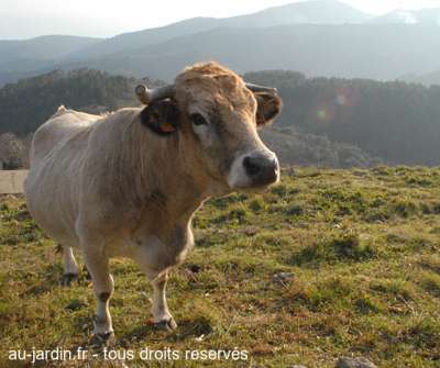 Vache ardèchoise