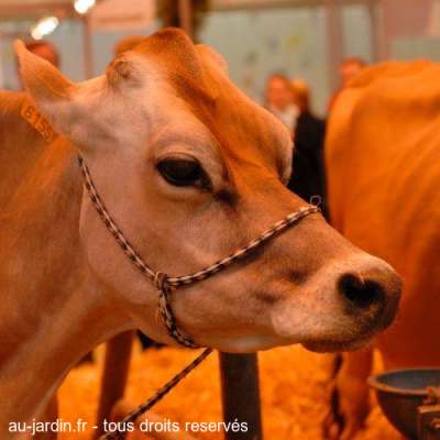 Vache jersiaise