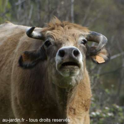 Tout vache de travers