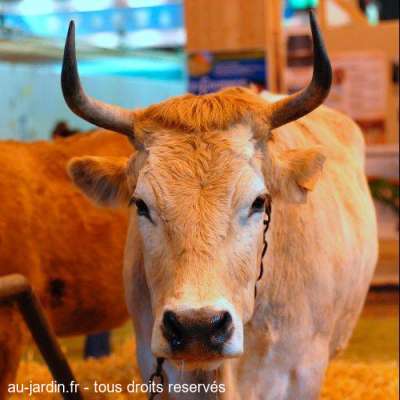 Vache nantaise