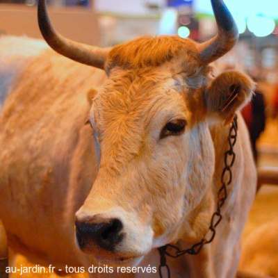 Vache nantaise