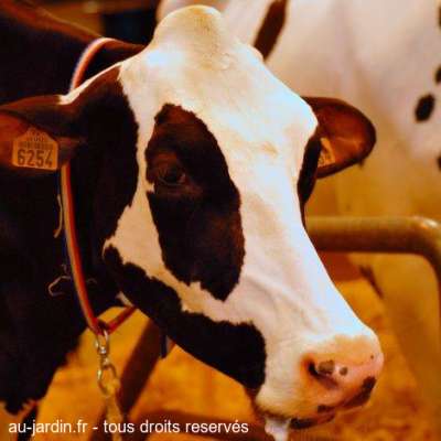 Vache à lait