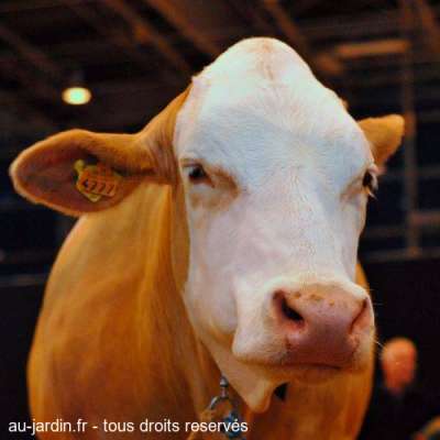 Vache simmental