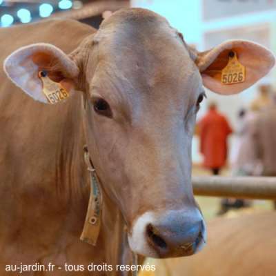 Vache brune
