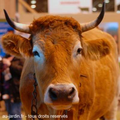 Vache Aubrac