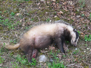 blaireau mort