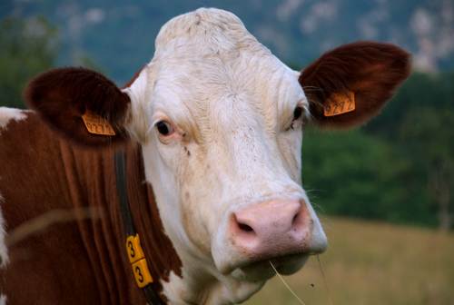 tête de vache